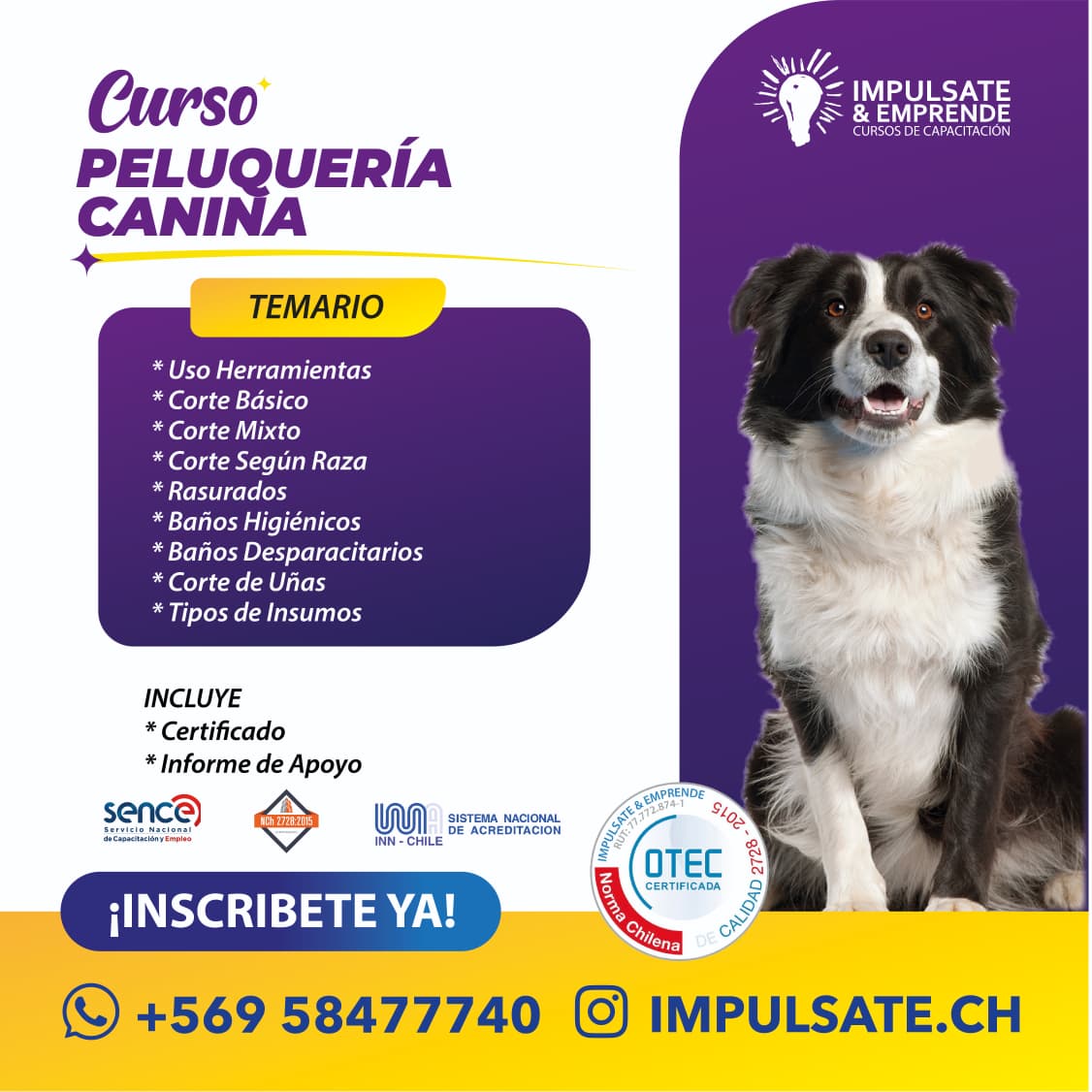 Curso Peluqueria Canina